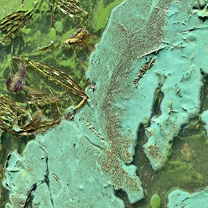 300X300 Cyanobacteria