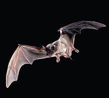 Bat 218X218