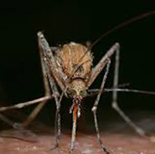 Mosquito Culex 300X300