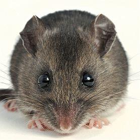 Mouse 278X278
