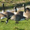 Avoid contact with sick or dead wild birds; Report to WDFW