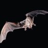 Protect Against Rabies by Avoiding Contact with Bats, Immunizing Pets