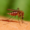 West Nile Virus Confirmed in Spokane County Mosquitoes