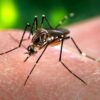 West Nile Virus Confirmed in Spokane County Residents