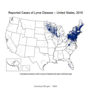 Lyme Disease Testing: CDC Recommends a Two-Step Process