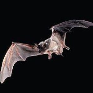 Protect Against Rabies by Avoiding Contact with Bats, Immunizing Pets