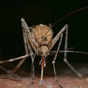 ​West Nile Virus Confirmed in Spokane County Mosquitoes, Horses