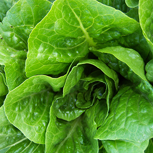 Local Cases of E. coli Linked to National Romaine Lettuce Outbreak