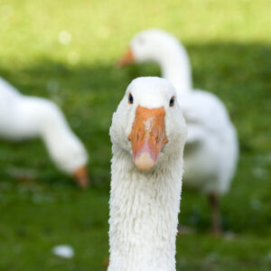 Backyard Flock Tests Positive for Bird Flu in Spokane County