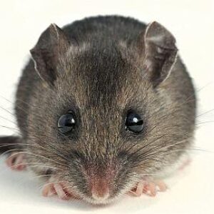 Hantavirus Death Reported in Spokane County; Man Likely Exposed in Adams County